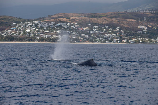  La baleine à bosse peut mesurer jusqu’à 14 m de long, et peser 25 tonnes Son nom vient d’une bosse de graisse discrète placée devant la nageoire dorsaleIl s’agit d’un mammifère avec deux nageoires pectorales qui peuvent faire le tiers du corps 