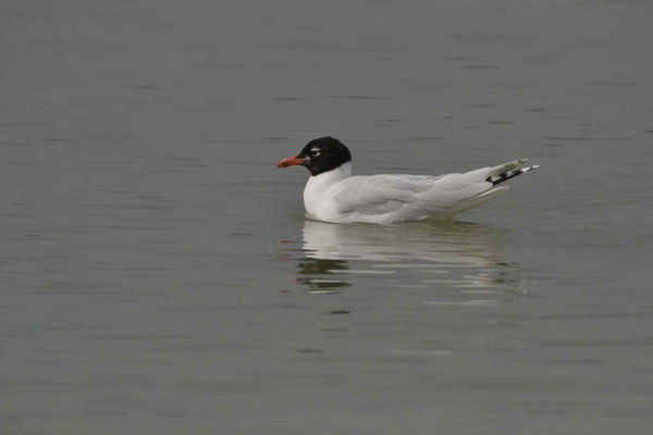 Mouette artricille espèce nord américaine occasionnelle en europe 