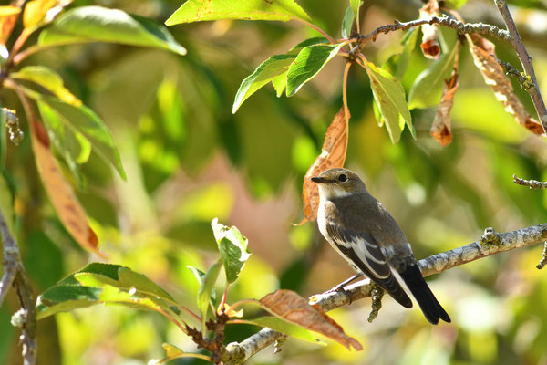 gobe mouche noir Quitte la Finlande en août–septembre, et revient en mai–juin, après avoir hiverné en Afrique tropicale.