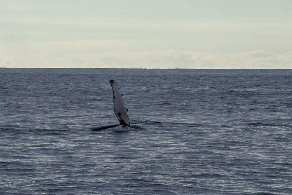 De novembre à juin, période correspondant en gros à l'été austral, les baleines de l'hémisphère Sud évoluent dans les eaux de l'Antarctique engloutissant d'énormes quantités de planctons afin de constituer d'importantes réserves de graisse