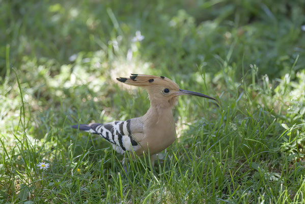 La Huppe fasciée est un oiseau somptueux avec son allure exotique que l’on peut admirer dans nos prés et jardins, du début du printemps à la fin du mois d’août avant qu’elle ne migre vers le continent africain. 