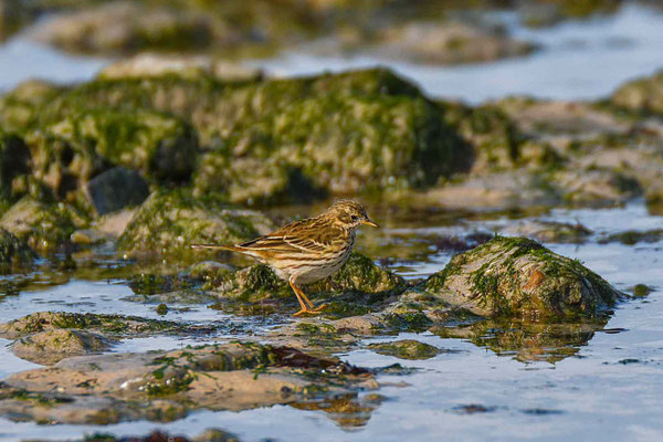 Le Pipit farlouse est un habitant des milieux ouverts. On le trouve aussi bien dans les landes de montagne que dans les prairies maritimes, les pâturages, les tourbières, les marais et également sur les plages. 