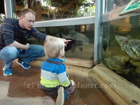 Vitrine im Reptilium Landau (c) maximalplanet.com 2017