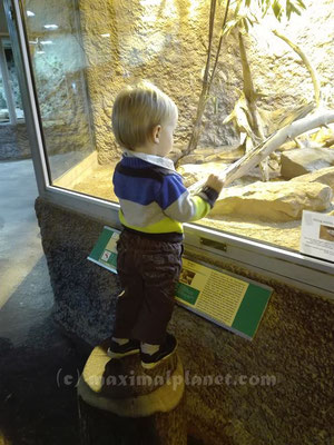Beobachten im Reptilium Landau (c) maximalplanet.com 2017