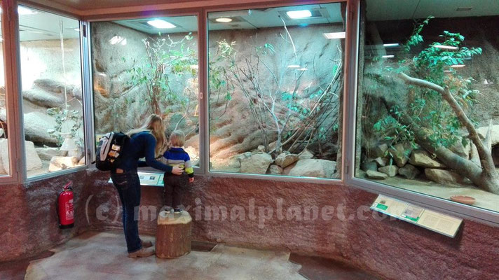 Holzklotz Hauptraum im Reptilium Landau (c) maximalplanet.com 2017