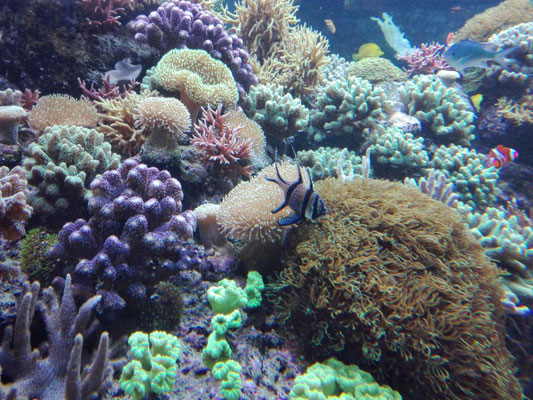 Sea Life Speyer (c) maximalplanet.com 2017