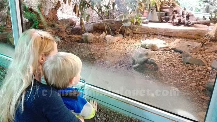 Staunen im Reptilium Landau (c) maximalplanet.com 2017