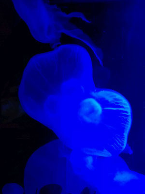 Sea Life Speyer (c) maximalplanet.com 2017