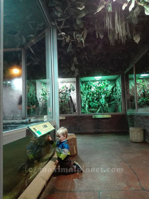 Terrarien im Hauptraum im Reptilium Landau (c) maximalplanet.com 2017