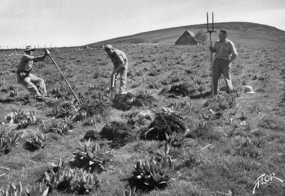 Extraction de racines de gentiane en 1960 