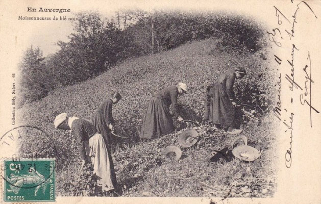 les Moissonneuses de blé noir en 1907 