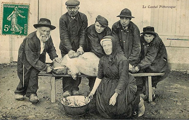 Une tradition ancestrale   La tuerie du cochon dans le Cantal