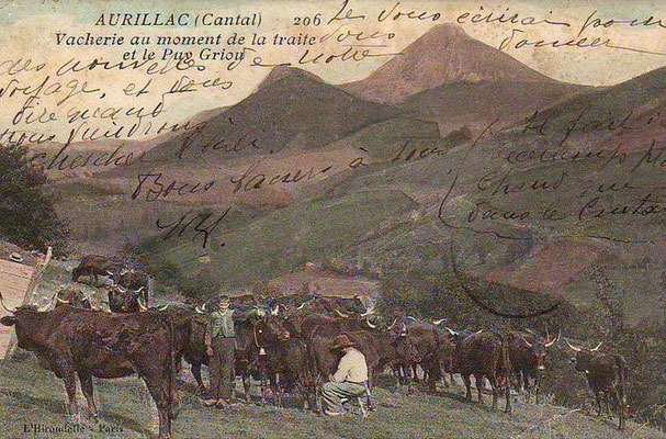 Traite dans une vacherie au pied du Puy Griou