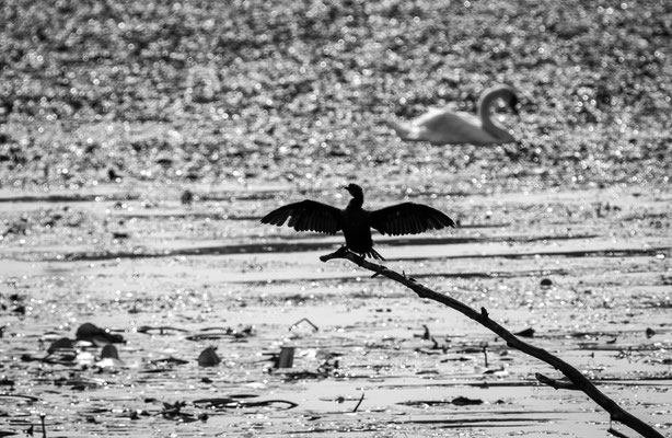 Cormorano e cigno sul Mincio - Lombardia - Italia