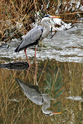 Airone Cinerino - Lombardia - Italia
