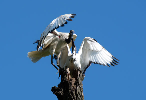 Ibis sacro - Lombardia - Italia