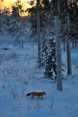 Volpe rossa Finlandia