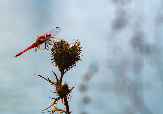 Crocothemis erythraea - Lombardia - Italia