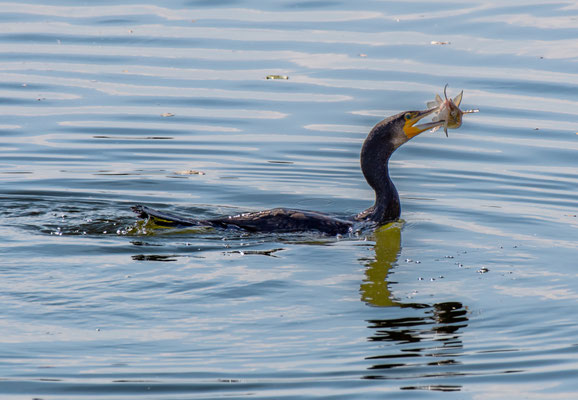 Cormorano - Riserva Naturale del Mincio - Mantova - Italia