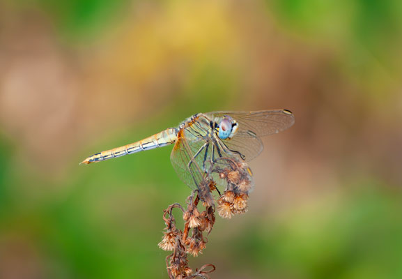 Sympetrum fonscolombii - Lombardia - Italia