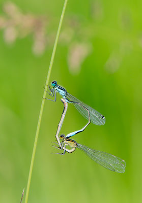 Ischnura elegans - Lombardia Italia
