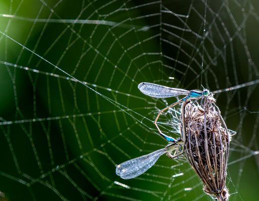 Ischnura elegans - Lombardia - Italia