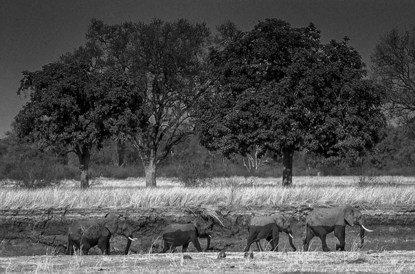 famiglia di elefanti dopo il guado - Zambia