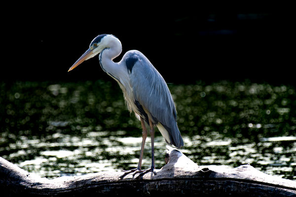 Airone cenerino - Parco Lombardo della Valle del Ticino - Pavia