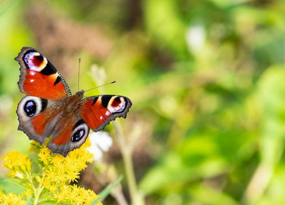 Aglais io - Lombardia - Italia