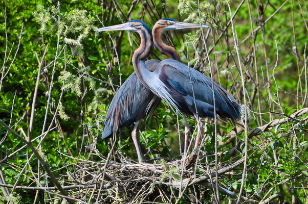 Airone rosso - Parco Lombardo della Valle del Ticino - Italia
