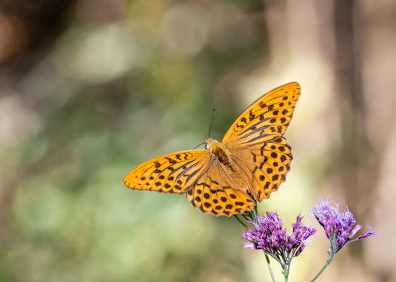 Argynnis paphia - Cecima - Italia