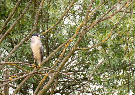 Nitticora - Parco Le Folaghe Casei Gerola - Italia