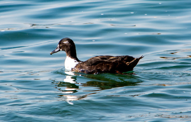 Anatra germanata - Lago di Garda - Italia