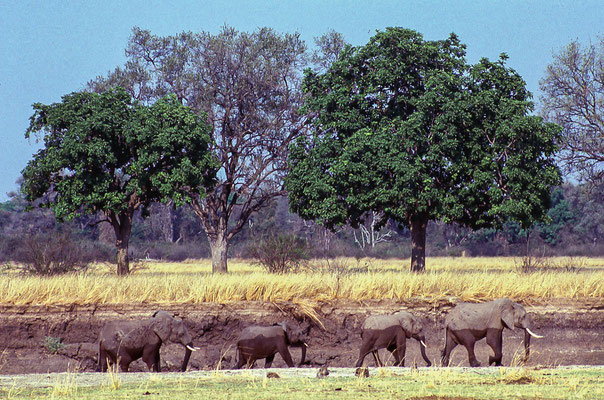 Elefanti dopo il guado - Zambia - fotografia del 1985