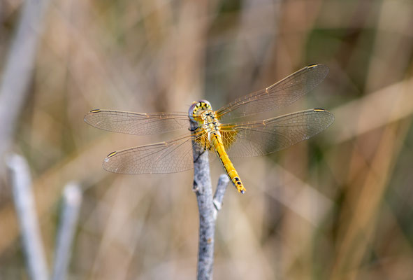 Sympetrum fonscolombii - Lombardia - Italia
