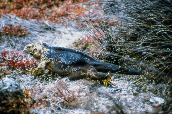 Iguana terrestre - Galàpagos - fotografia del 1984