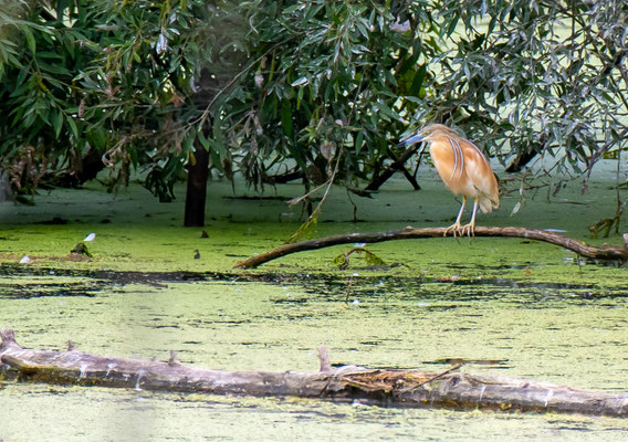 Sgarza ciuffetto - Parco Le Folaghe Casei Gerola - Italia