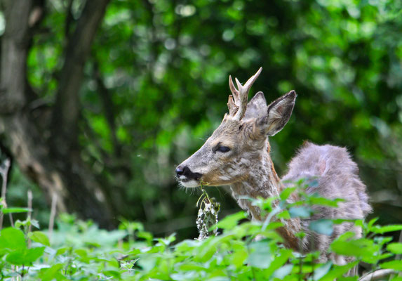 Capriolo - Parco del Ticino - Italia