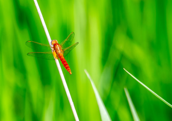 Crocothemis erythraea - Lombardia - Italia