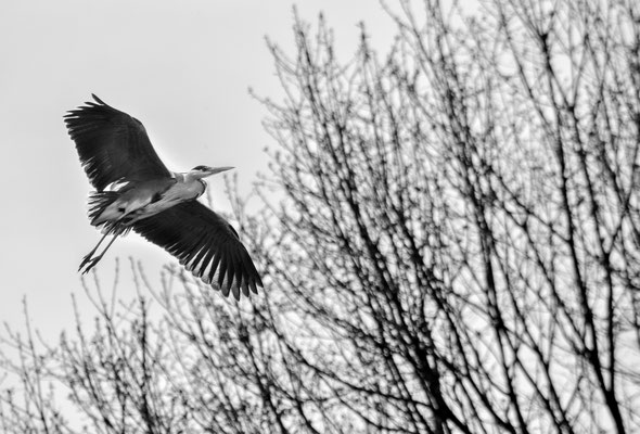 Airone cenerino - Parco Lombardo della Valle del Ticino - Pavia