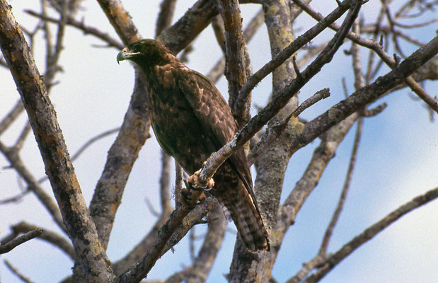 Poiana delle Galapagos - Galapagos - fotografia del 1984