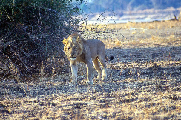 Leone - Zambia - fotografia del 1985