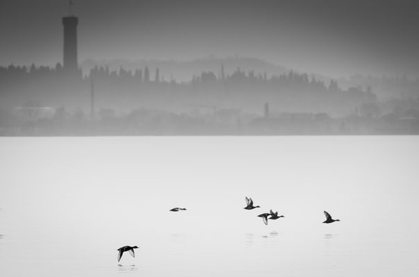 Fistioni turchi in volo da Lazise - Lago di Garda - Italia