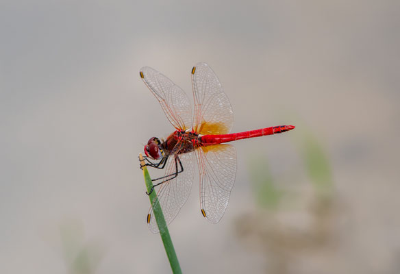 Sympetrum fonscolombii - Lombardia - Italia