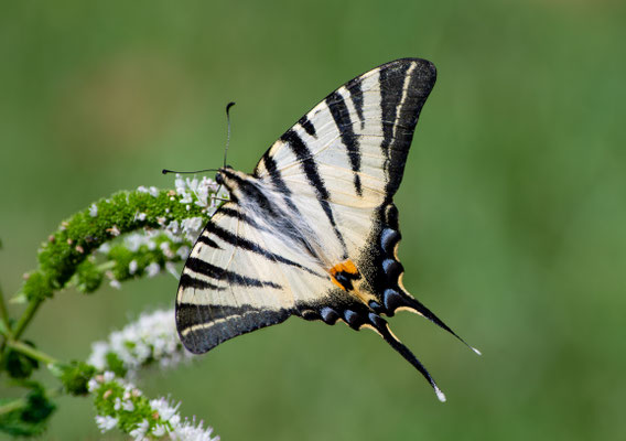 Iphiclides podalirius - Lombardia - Italia