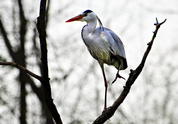 Airone cinerino - Lombardia - Italia