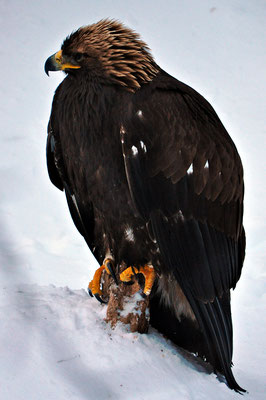 Golden Eagle - Finlandia