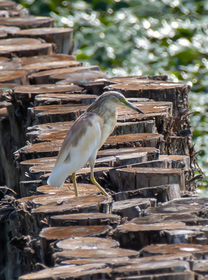 Sgarza ciuffetto - Riserva Naturale del Mincio - Italia