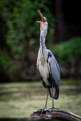 Airone cinerino - Lombardia - Italia