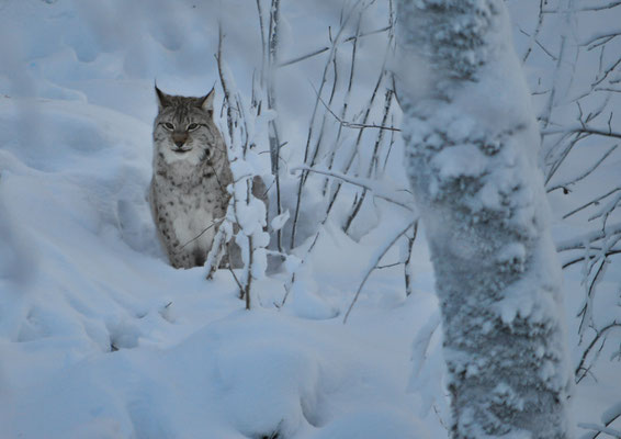 Lince - Finlandia